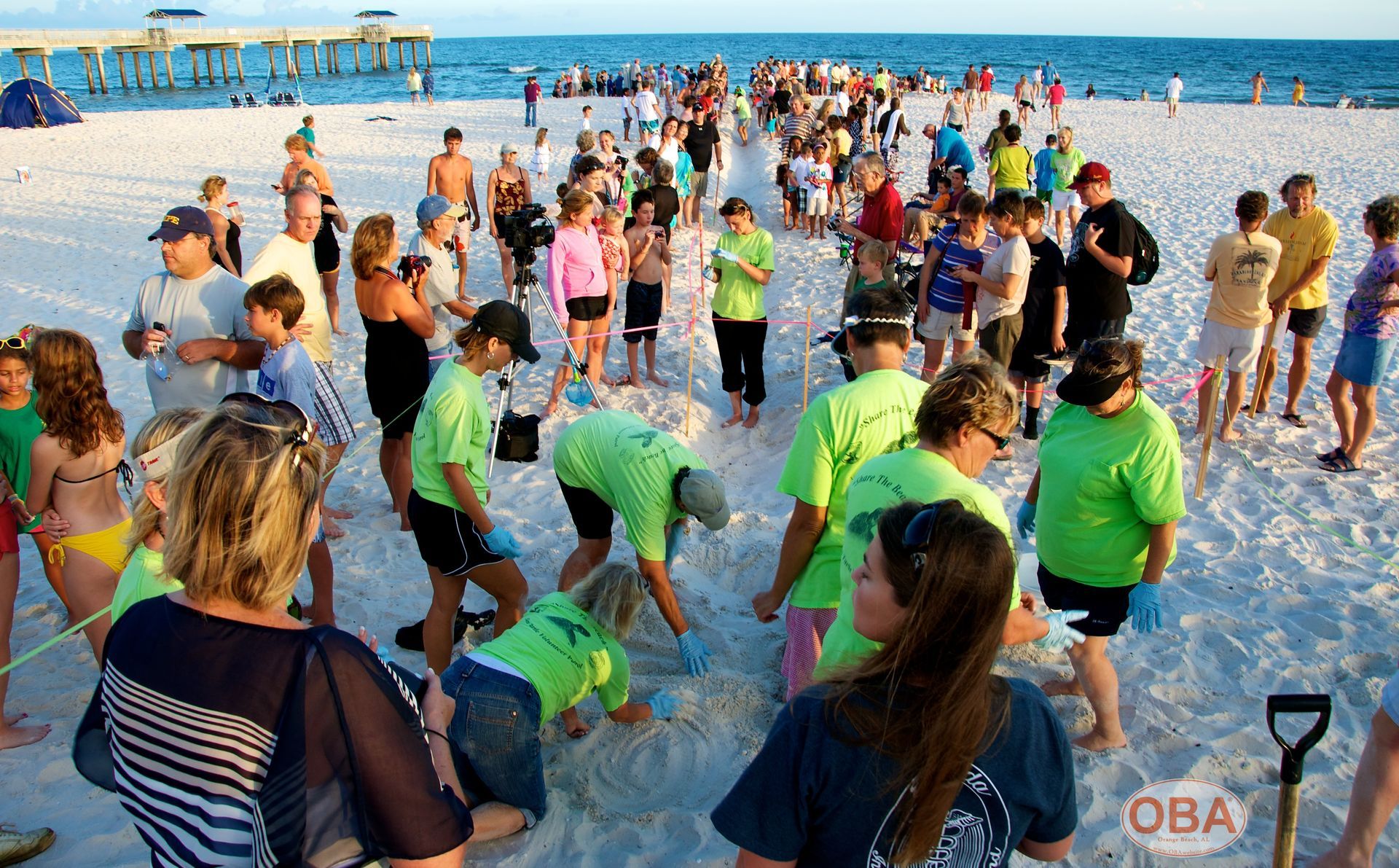 Celebrating Sea Turtle Season on the Alabama Gulf Coast